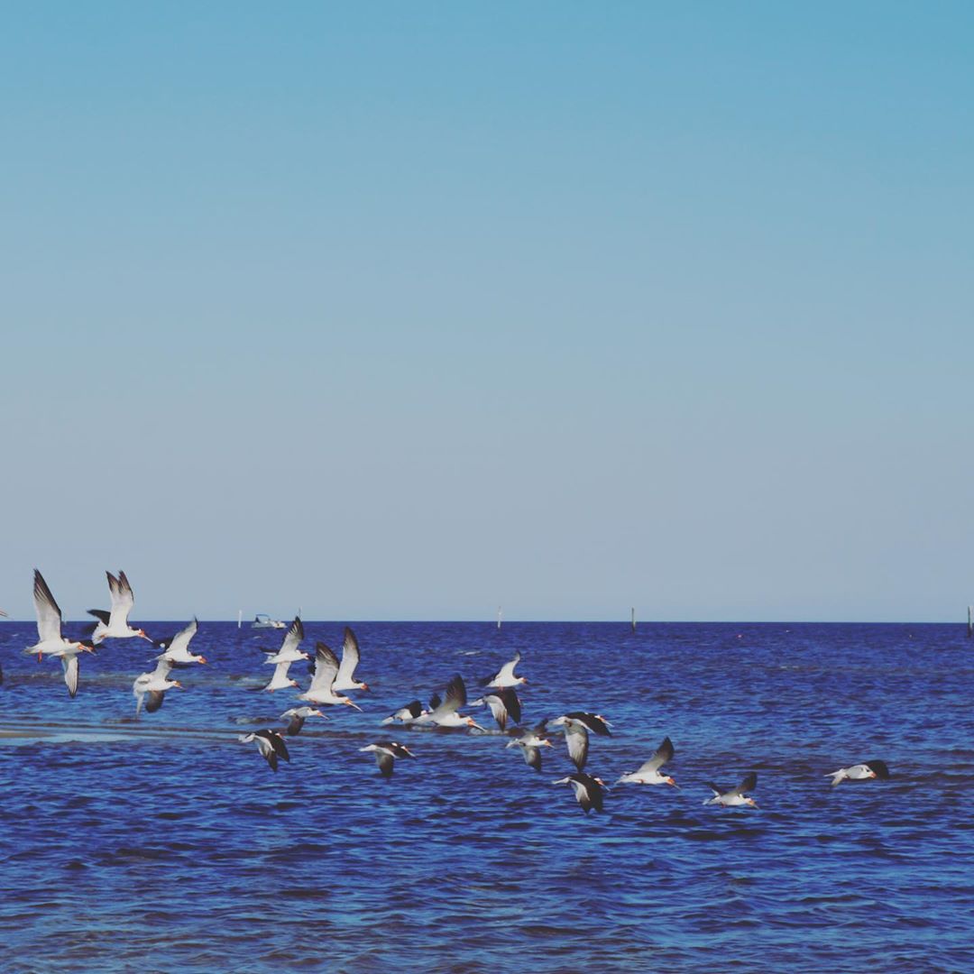 Black Skimmers