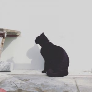 Dante-White-Backdrop-IG