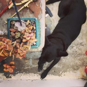 Scout-Below-500×383@2x